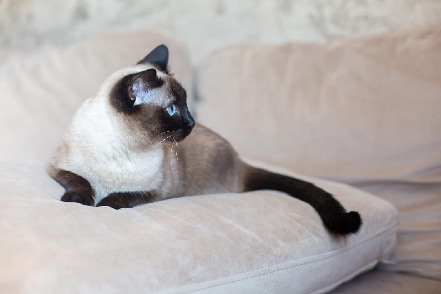 4.siamese-cat-guide-3