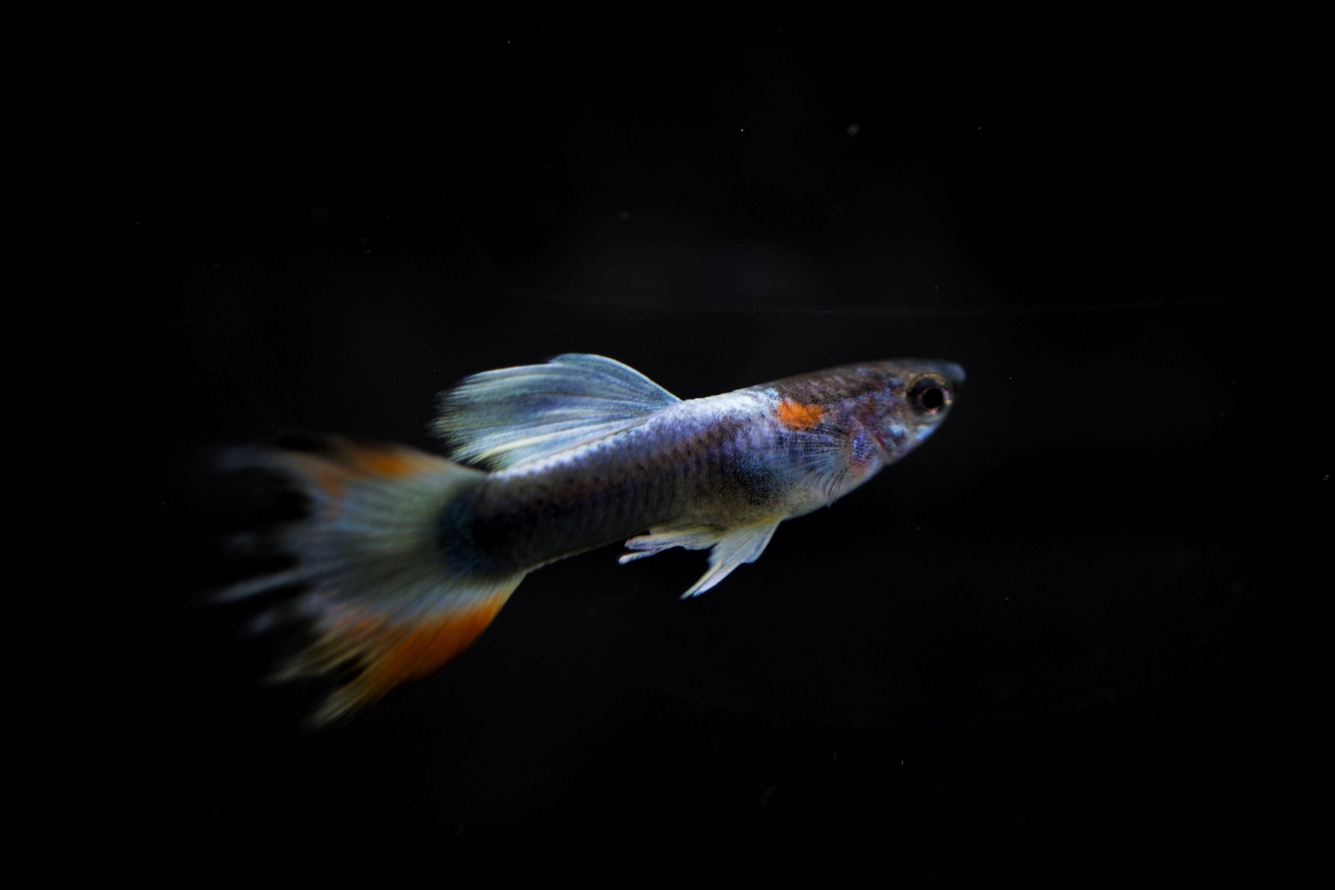 黑色背景前的孔雀魚