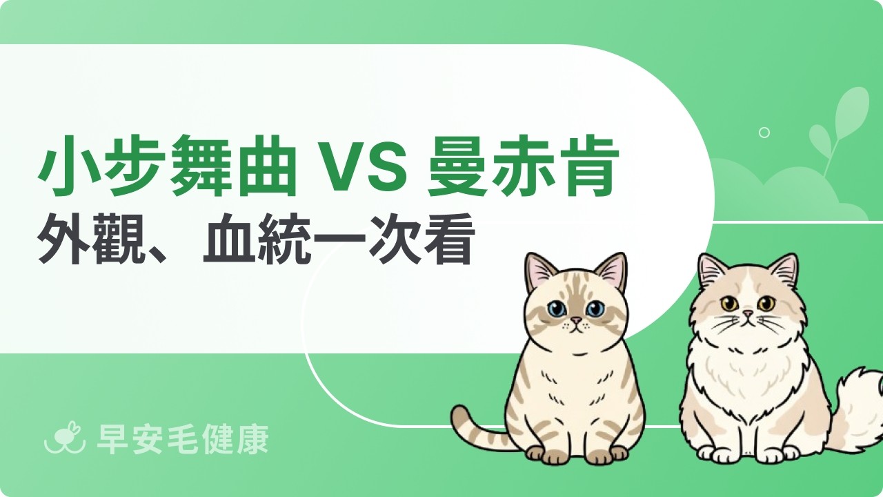 小步舞曲貓跟曼赤肯差別？血統、外觀、個性與照護重點分析！