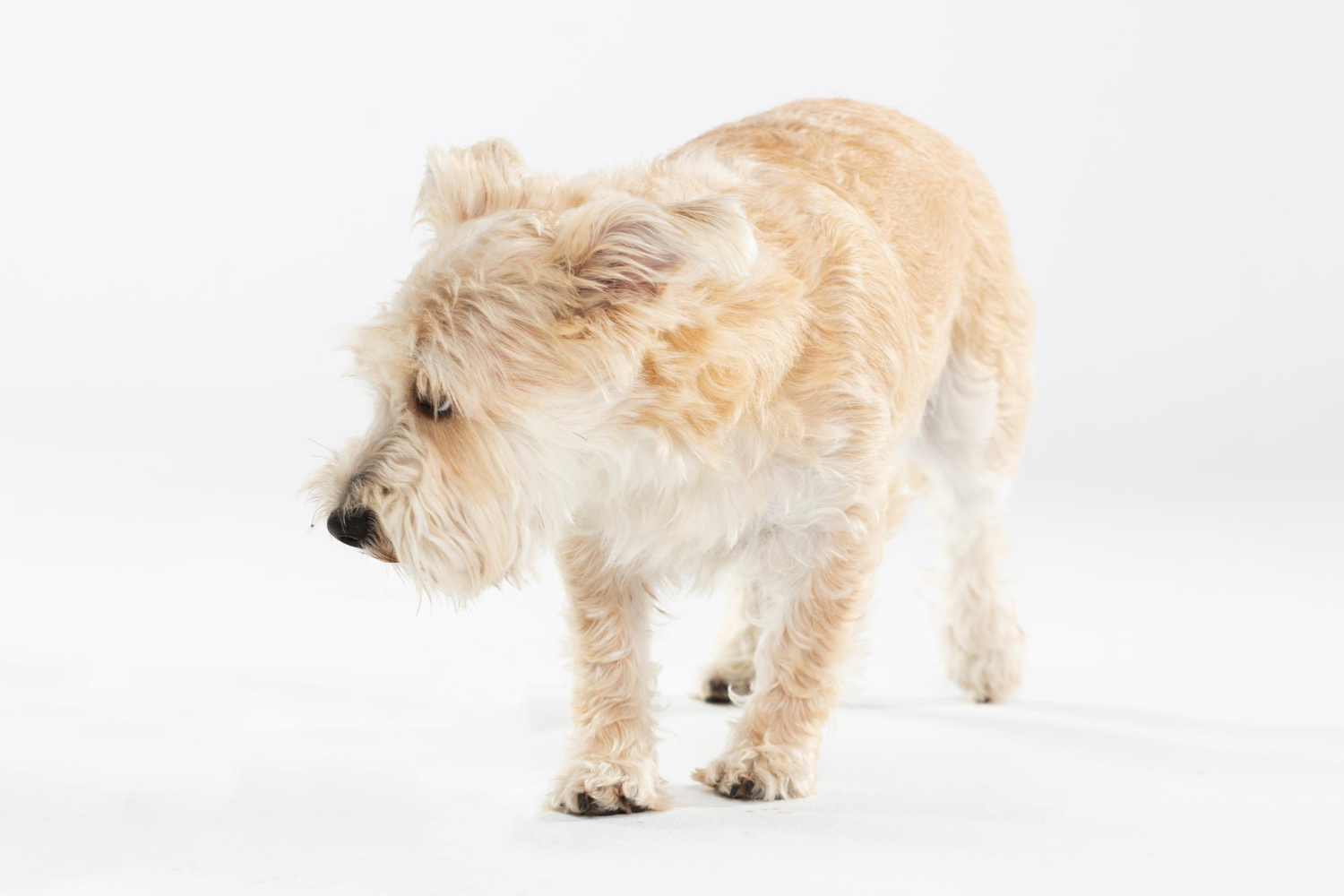 7.mountainvet-dog-vestibular-syndrome-guide-2