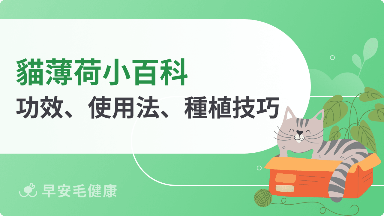 貓薄荷是什麼?功效、副作用、幼貓使用禁忌一次看