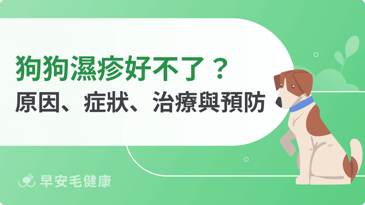 狗狗濕疹怎麼辦？要擦什麼藥？狗濕疹常見5症狀