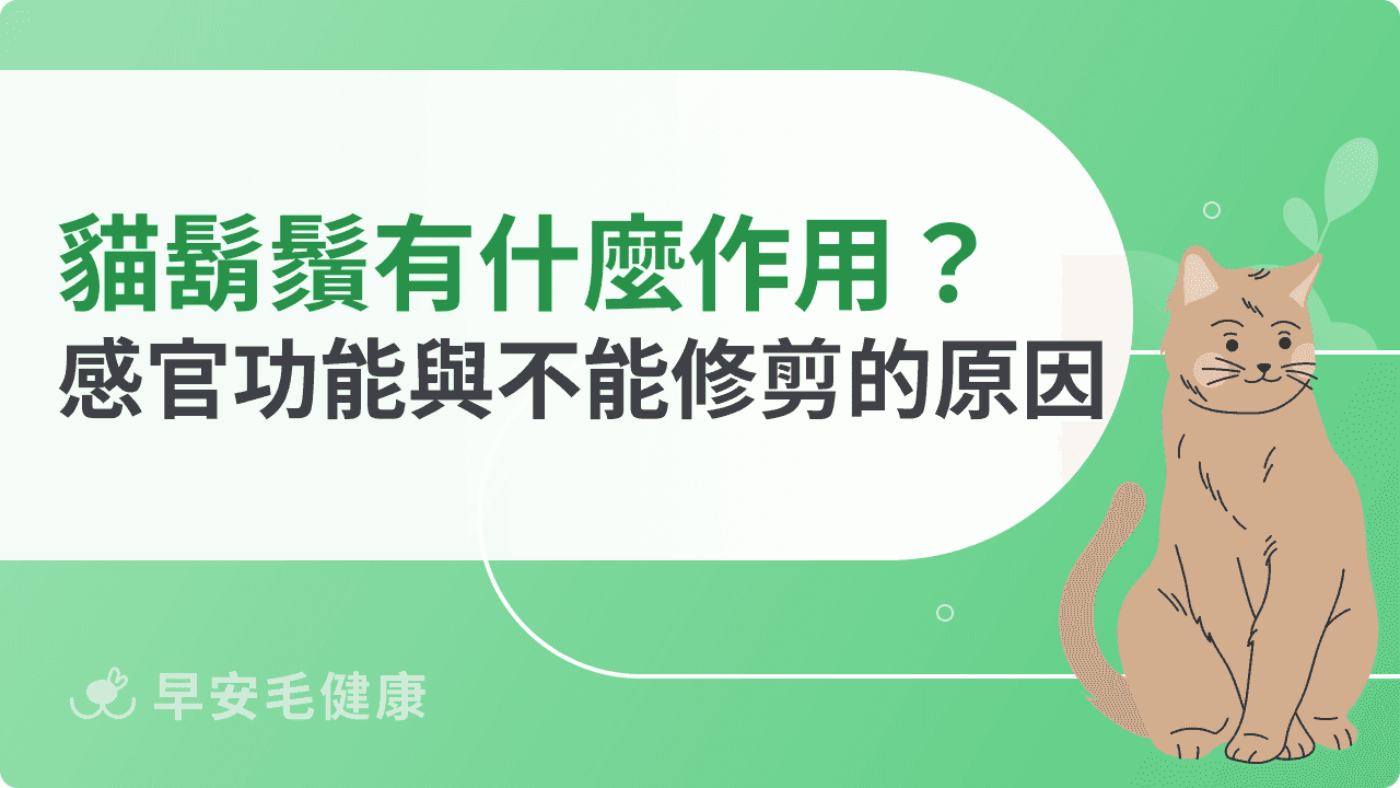 貓咪鬍鬚有什麼作用？解析感官功能與不能隨便剪的原因