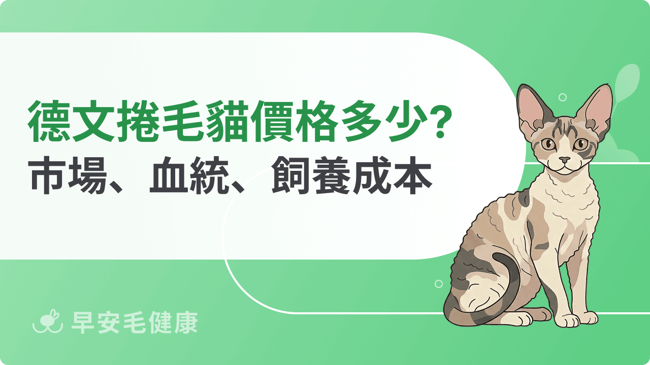 德文捲毛貓價格行情解析:市場區間、血統與飼養成本大全