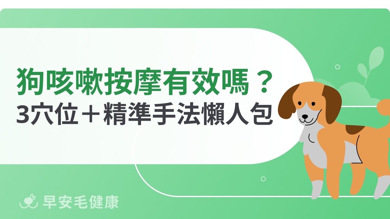 狗狗咳嗽按摩有效嗎？舒緩穴位＋正確手法一次教會你！
