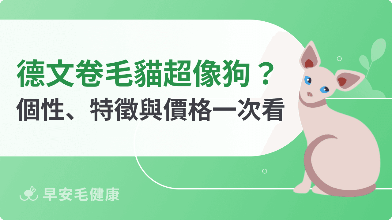 【德文卷毛貓介紹】德文貓特徵、壽命及照顧 4 重點