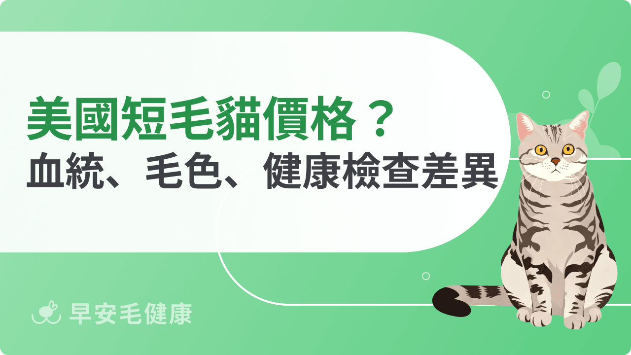 美國短毛貓價格怎麼算？專家告訴你血統、毛色、健康檢查的價值