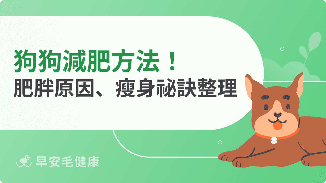 狗狗減肥方法！體態評估、肥胖原因、瘦身祕訣分享