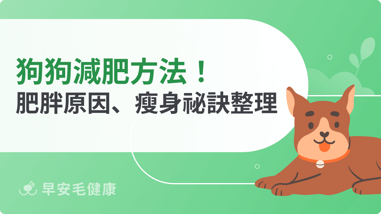 狗狗減肥方法!體態評估、肥胖原因、瘦身祕訣分享