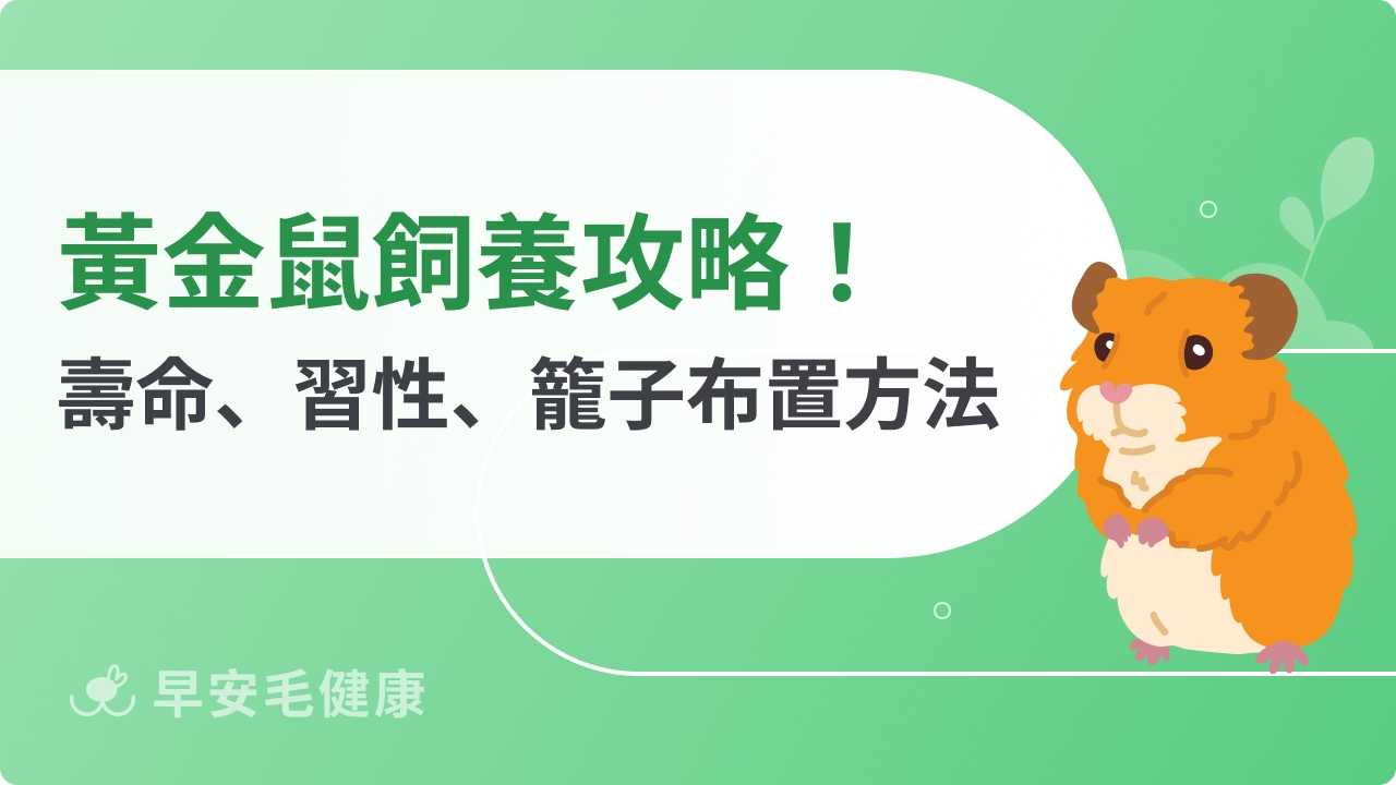 黃金鼠飼養指南：黃金鼠壽命、價格、智商與餵食技巧