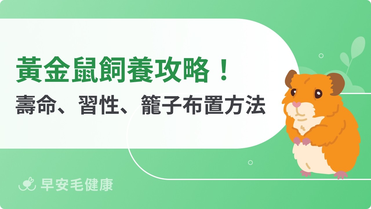 黃金鼠飼養指南：黃金鼠壽命、價格、智商與餵食技巧