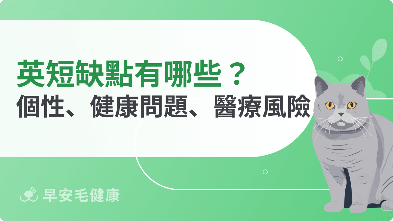 英國短毛貓缺點有哪些？個性、健康問題、醫療風險一次看