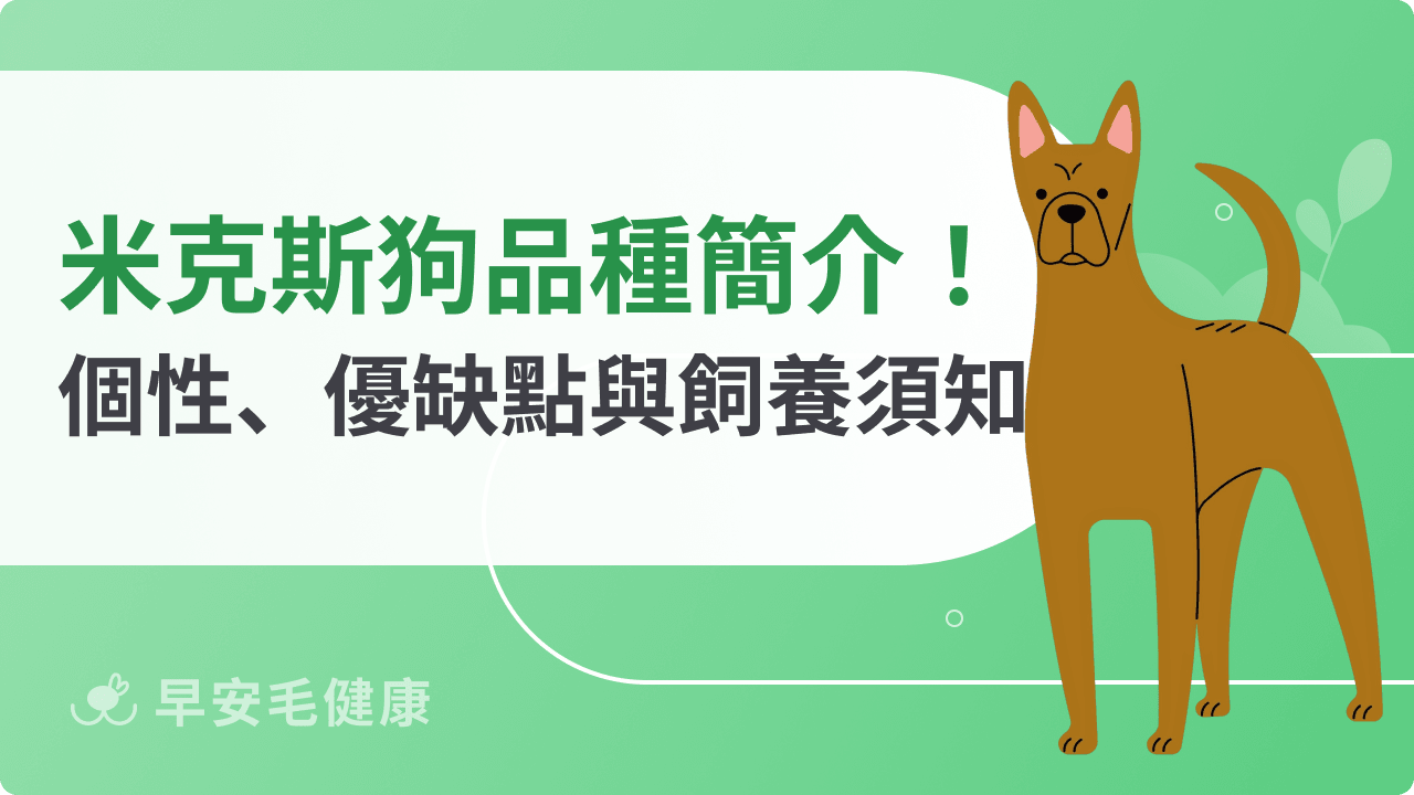 米克斯是土狗嗎？米克斯犬品種指南！解析混種狗優缺點與照顧