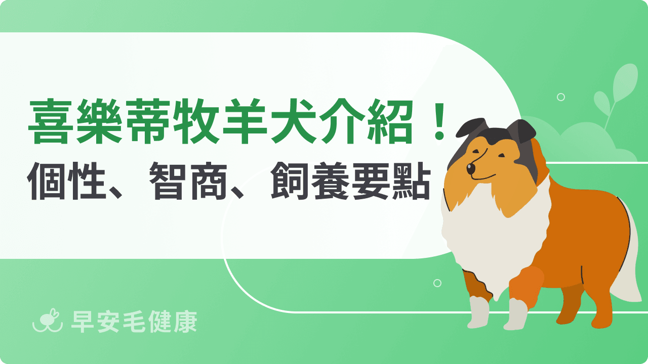 喜樂蒂牧羊犬聰明黏人嗎？個性、壽命、價格與飼養要點全解析