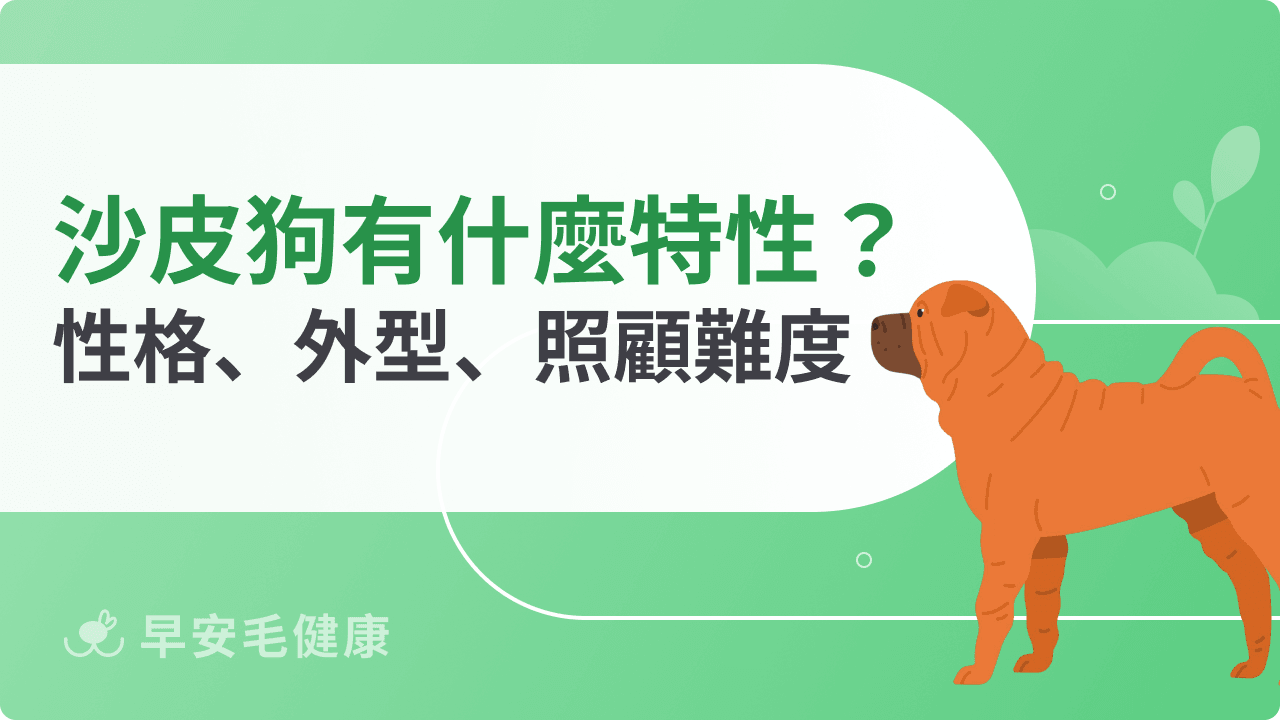 沙皮狗特性一次懂！性格、外型、照顧難度全解析＆飼養重點