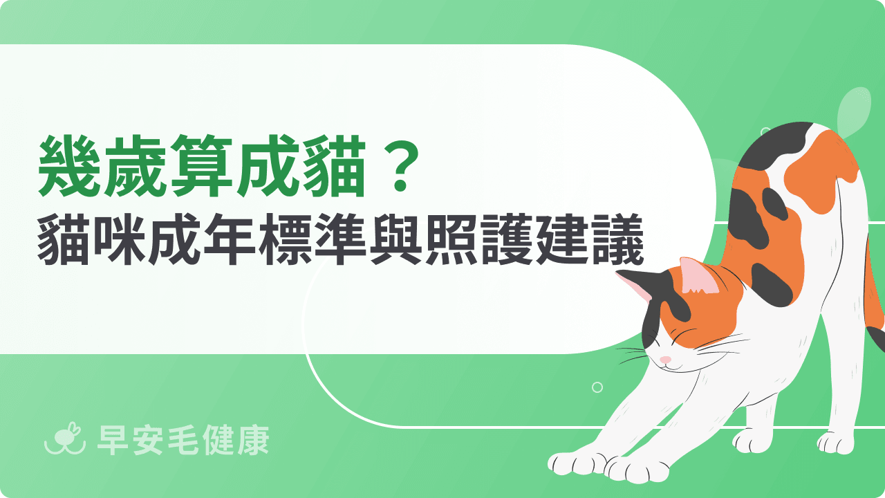 幾歲算成貓？從生理變化看貓咪成年標準與照護建議
