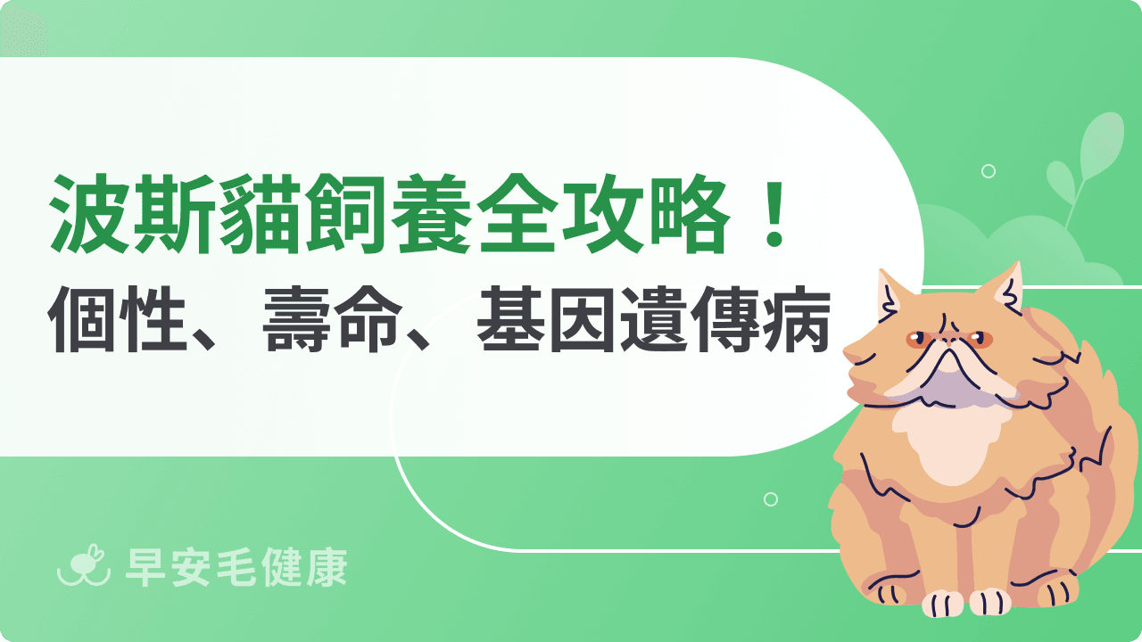 波斯貓全攻略！加菲貓價格、飼養、缺點與壽命完整解析