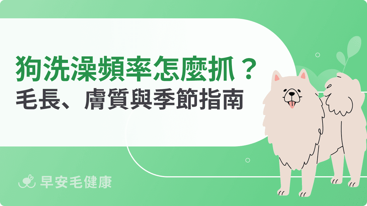 狗狗洗澡頻率多久一次？依毛長、膚質與季節正確清潔指南