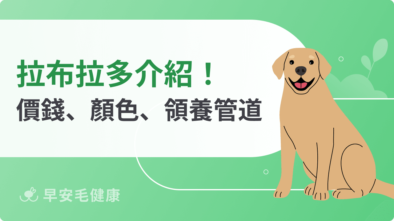 拉布拉多原來黑色才正統？購買價錢、導盲犬領養管道公開！