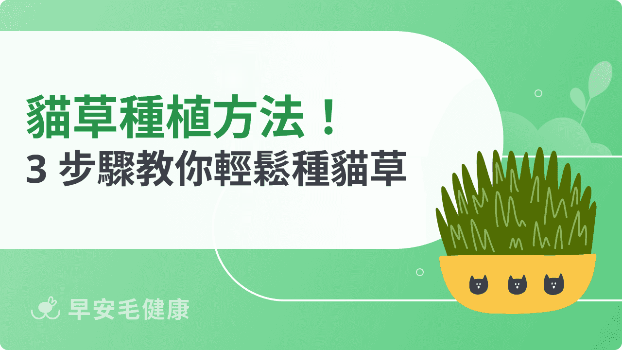 貓草種植超簡單！新手飼主也能成功的快速養成指南