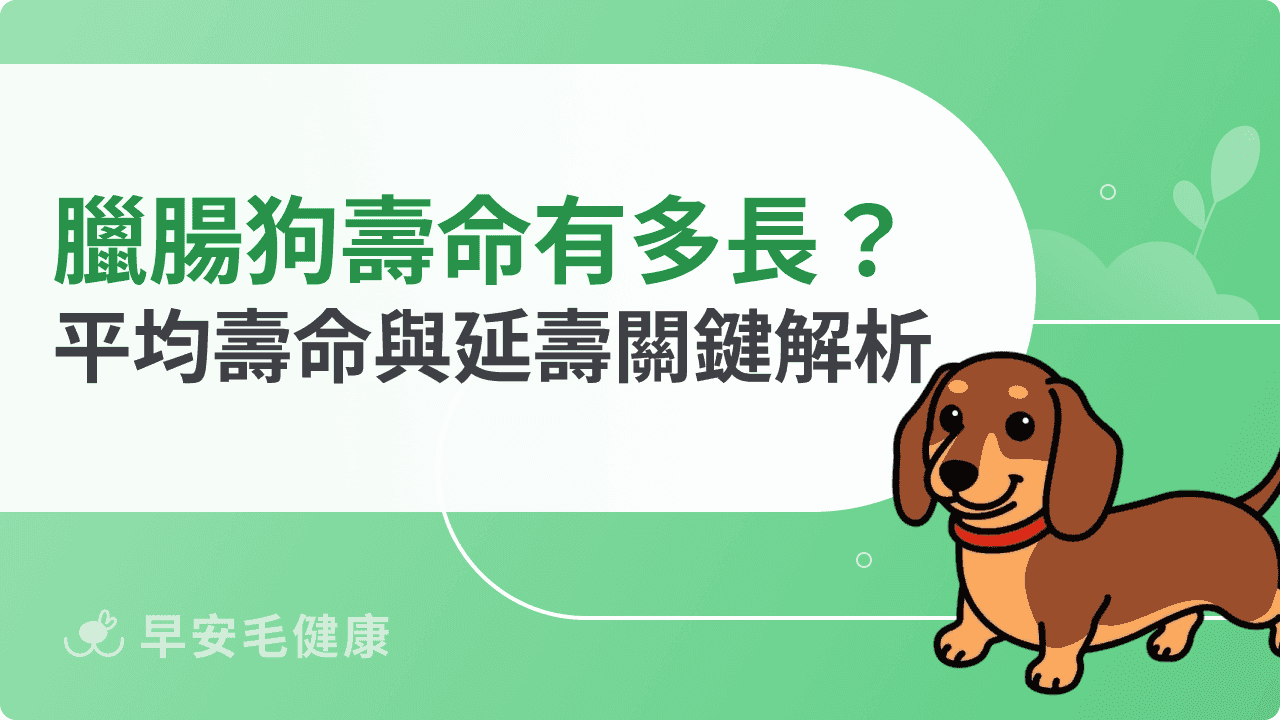 臘腸狗壽命有多長？平均壽命與延長壽命關鍵全解析