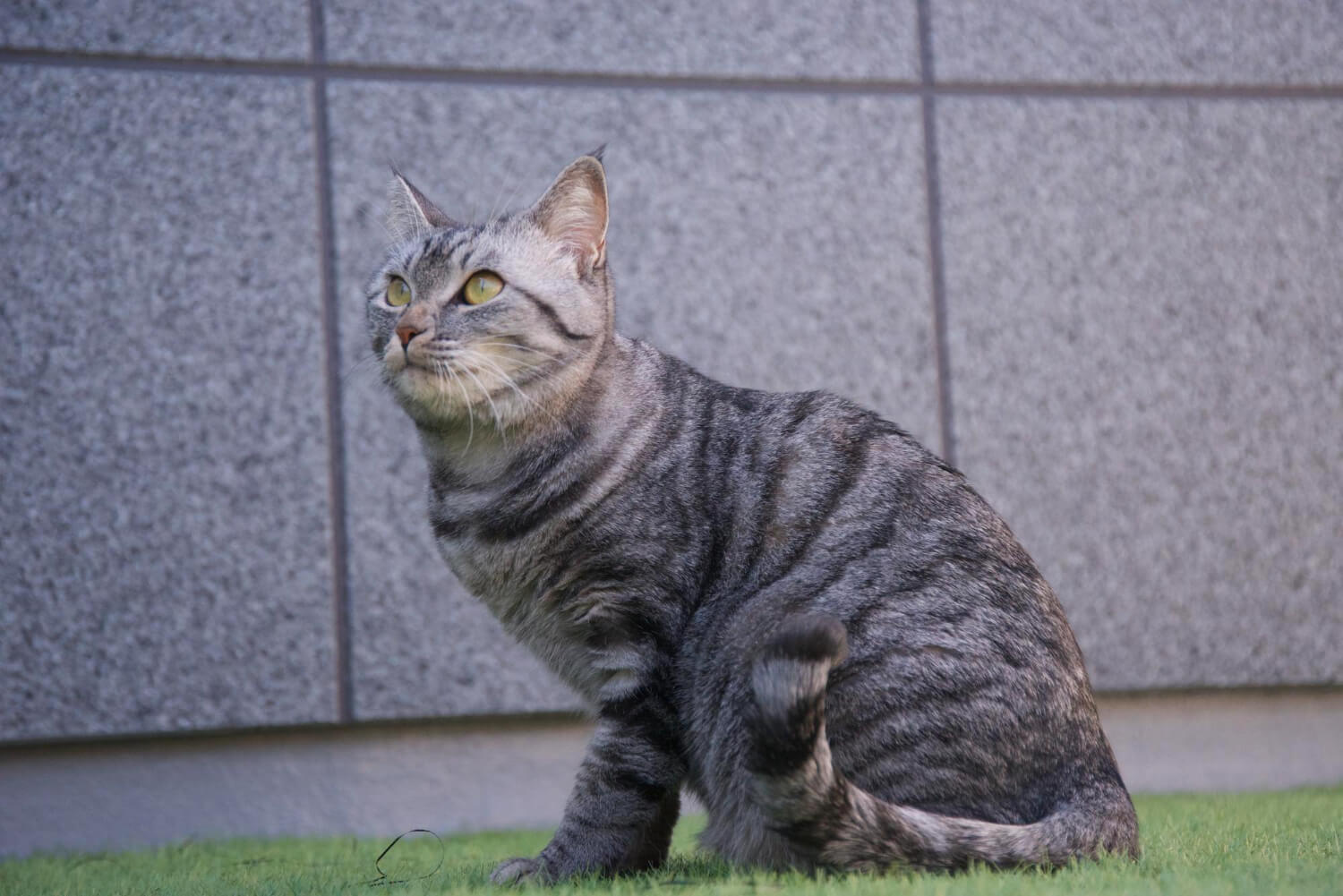 20. american-shorthair-cat-guide-4