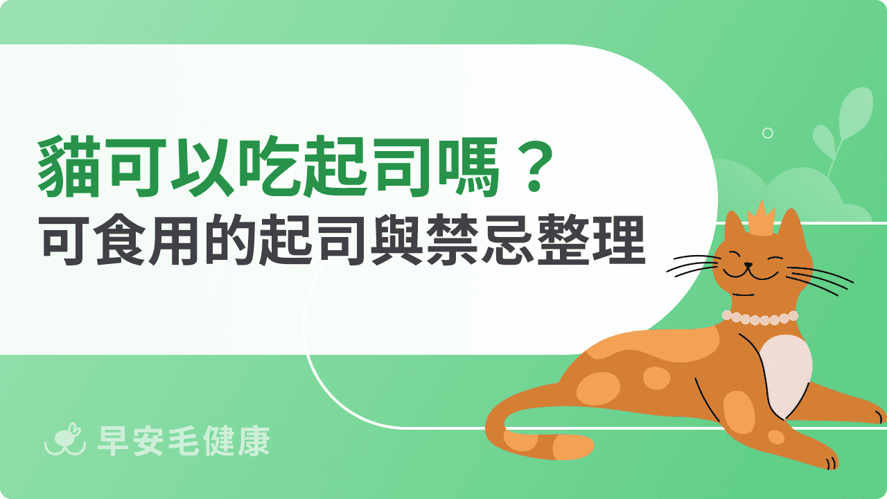 貓可以吃起司嗎？貓咪可食用的起司與禁忌整理