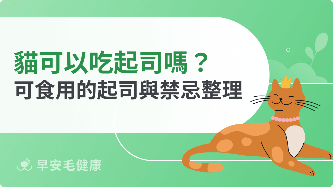 貓可以吃起司嗎？貓咪可食用的起司與禁忌整理