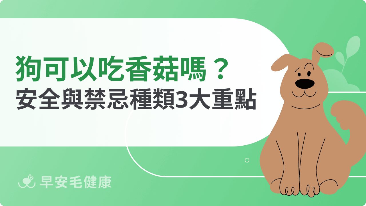 狗可以吃香菇嗎？哪些香菇安全、哪些種類千萬別碰飼主必知！