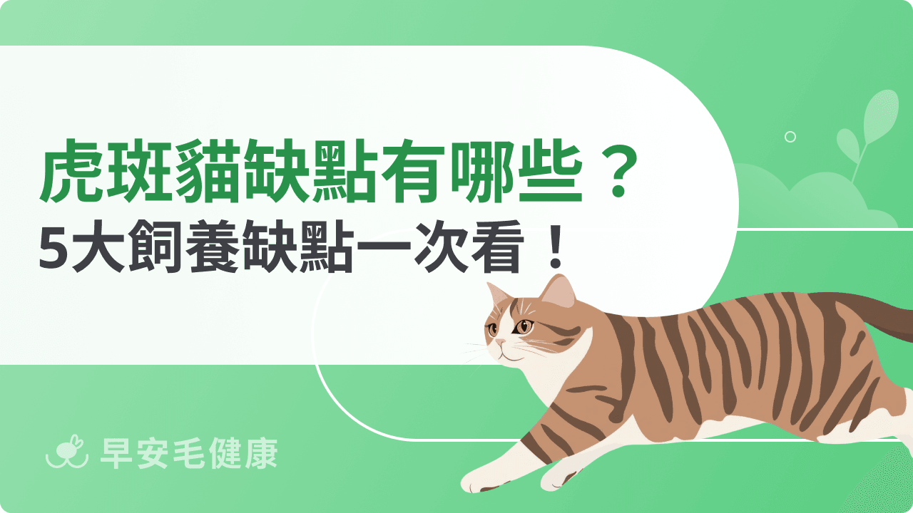 虎斑貓缺點有哪些？5大飼養缺點帶你一次看！