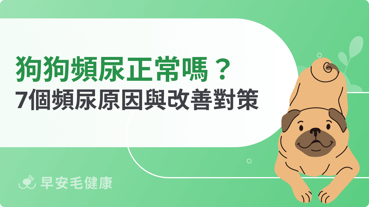 狗狗頻尿正常嗎?7個狗狗頻尿原因與改善對策總整理