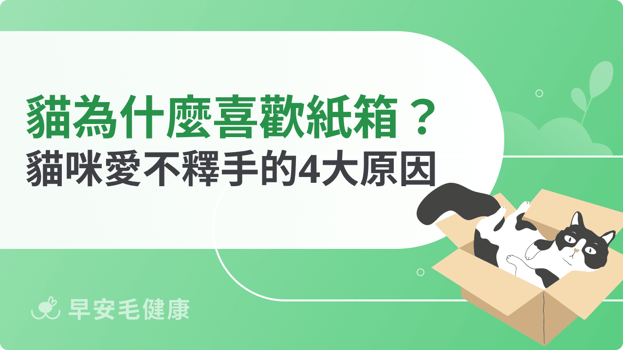 貓咪為什麼喜歡紙箱？這4大原因讓貓咪對它愛不釋手！