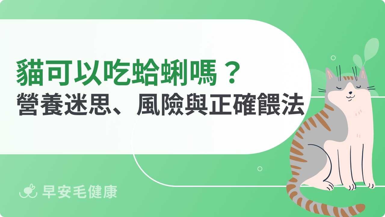 貓可以吃蛤蜊嗎？營養迷思、風險與正確餵法