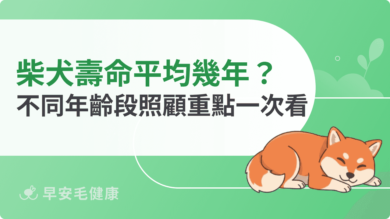 柴犬壽命有多長？影響壽命的5大關鍵與照護方法