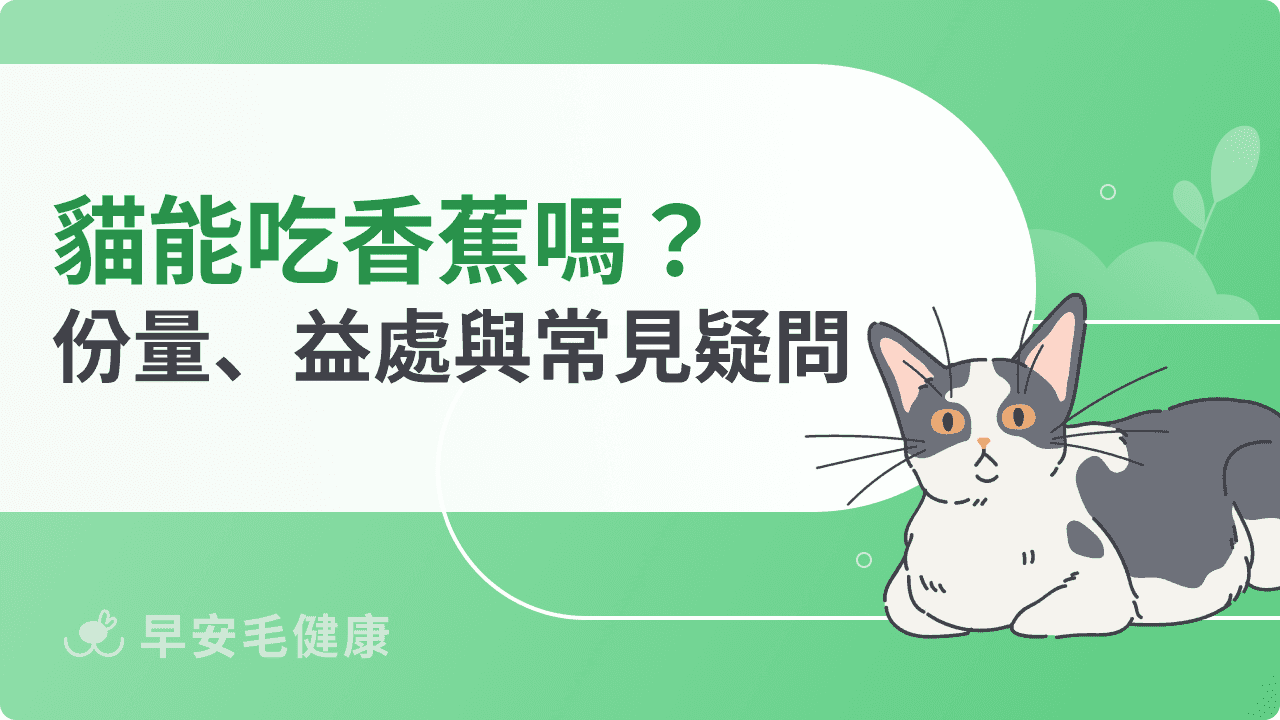 貓可以吃香蕉嗎？安全份量、營養益處與常見疑問解析