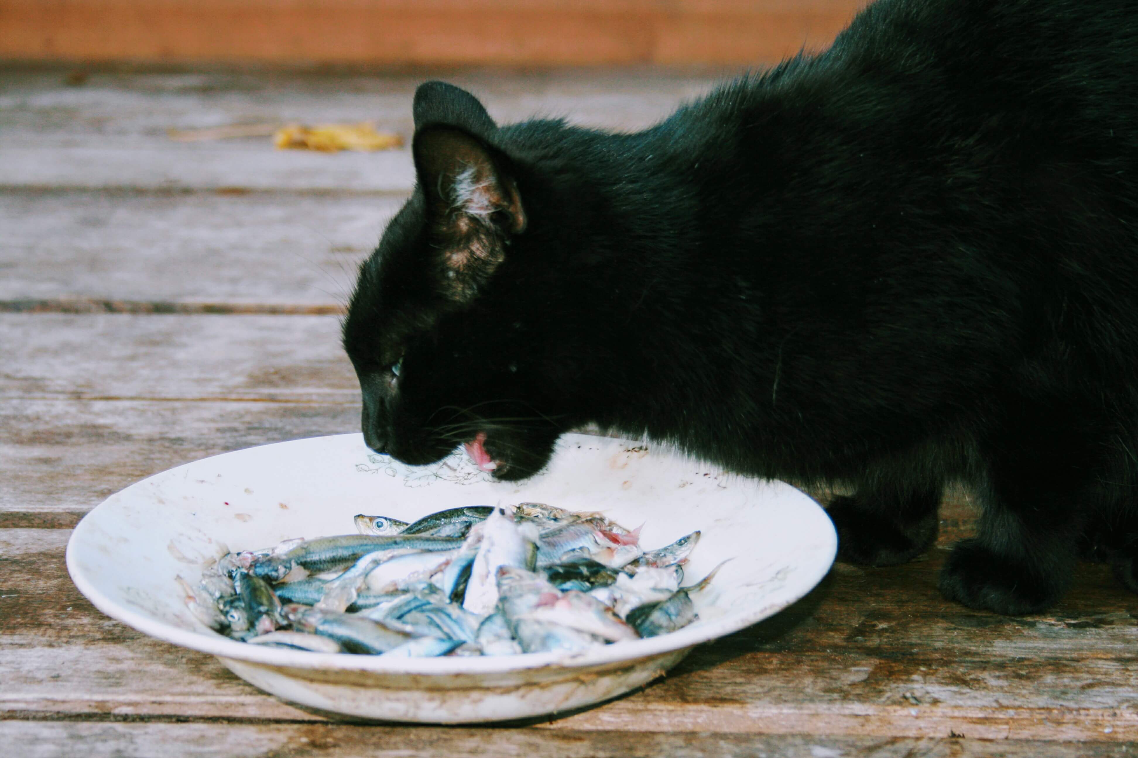 16. can-cats-eat-fish-1
