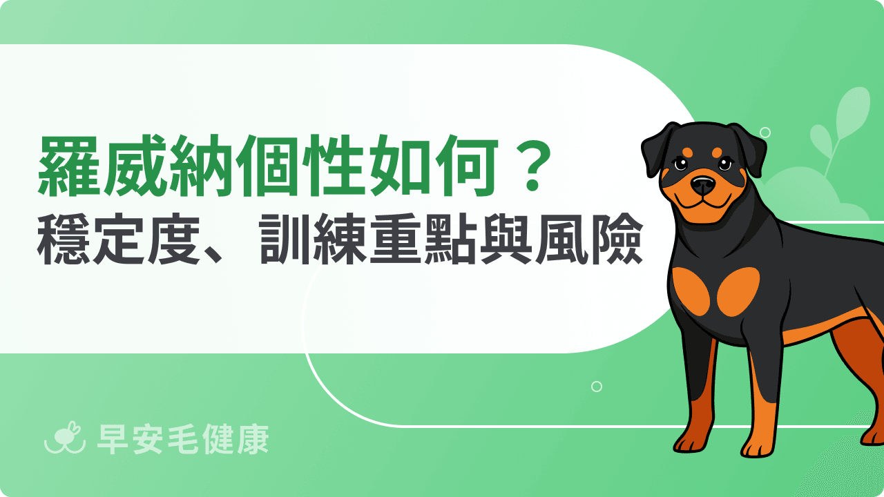 羅威納個性特徵解析！穩定度、訓練重點與飼主必知風險
