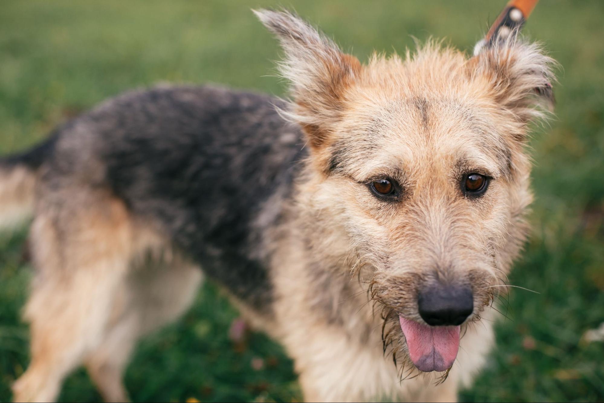 37.mixed-breed-dog-1