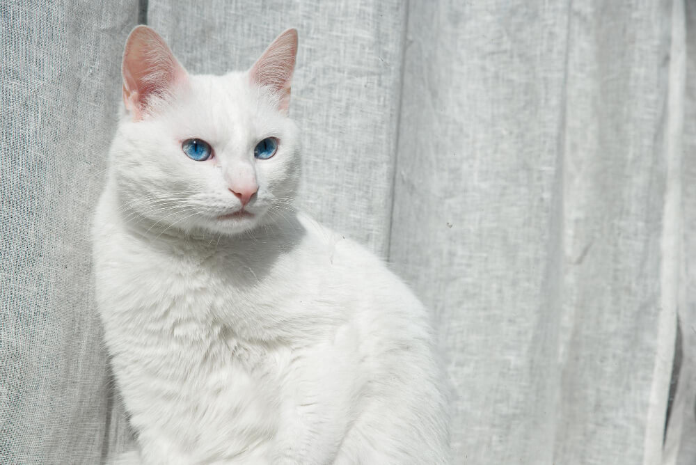 36. mixed-breed-cat-4