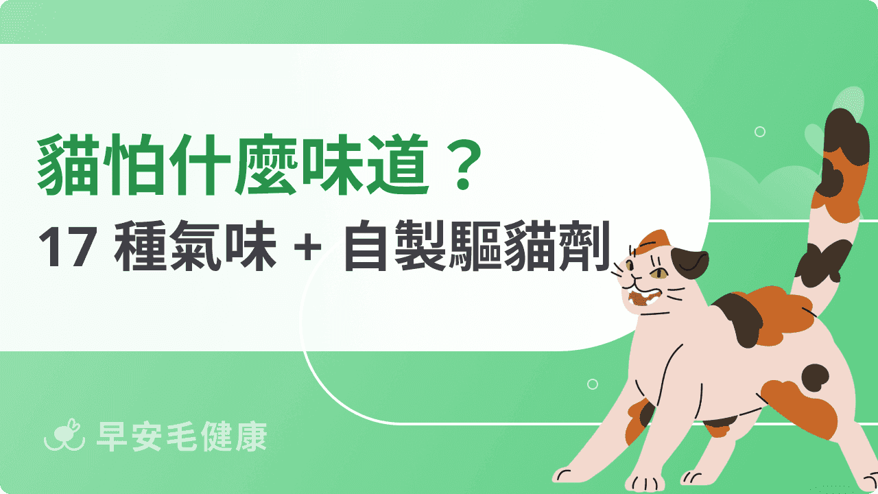 貓怕什麼味道？常見17種貓咪討厭味道原因與指南