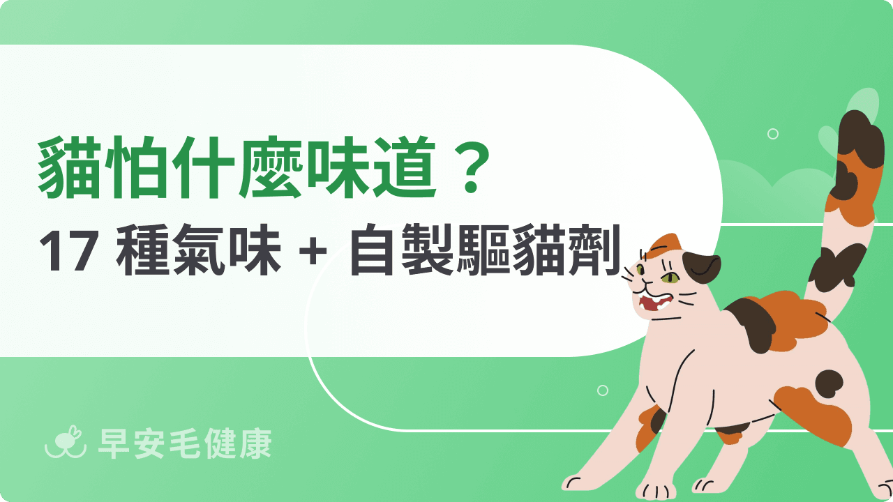 貓怕什麼味道?常見17種貓咪討厭味道原因與指南