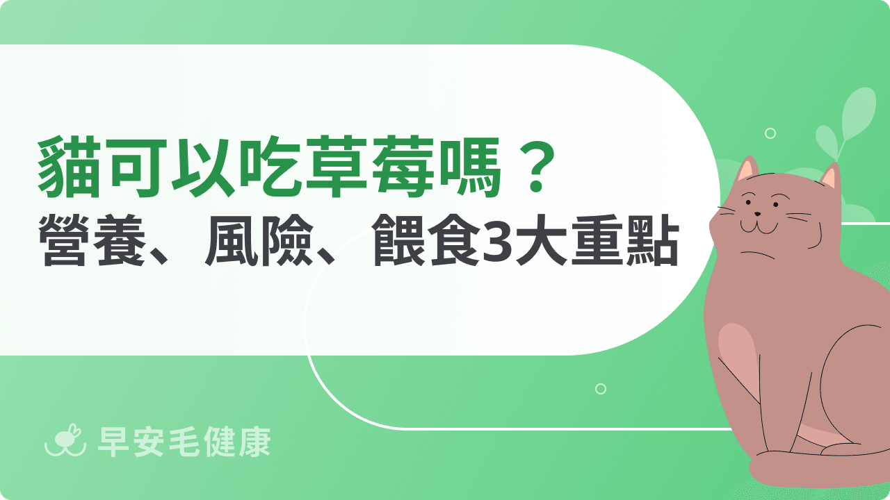 貓可以吃草莓嗎?營養價值、食用風險、安全餵食要點統整!