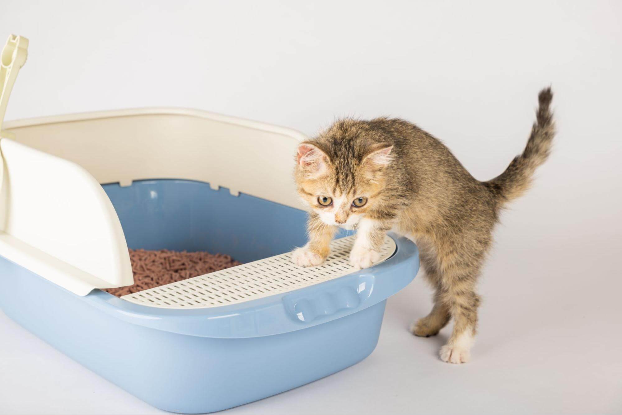 319. AI - how-often-should-you-clean-the-cat-litter-box-1