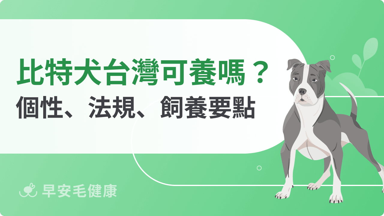 比特犬台灣可以養嗎？解析法規限制、飼養重點與防護自保守則