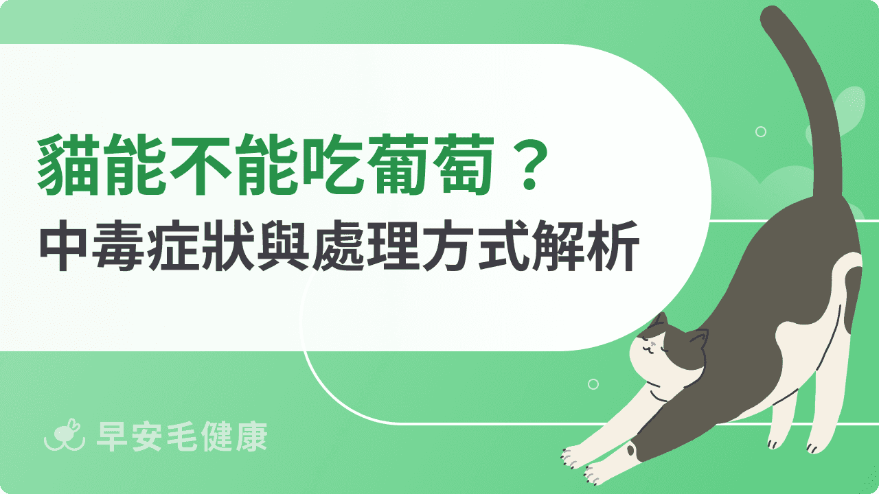 貓可以吃葡萄嗎？解析貓吃葡萄的中毒原因、症狀與急救方式