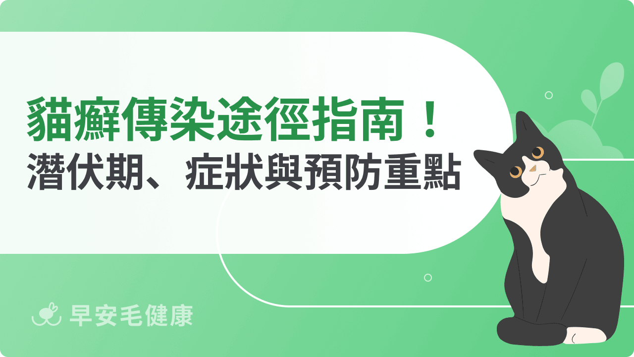 貓癬傳染方式有哪些？認識貓癬潛伏期、症狀與預防重點