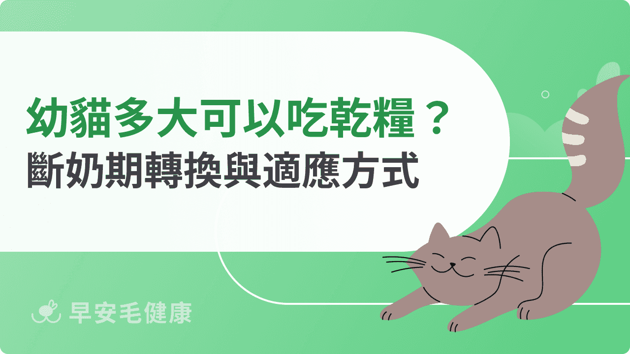 幼貓多大可以吃乾糧？斷奶期餵食轉換與正確適應方式
