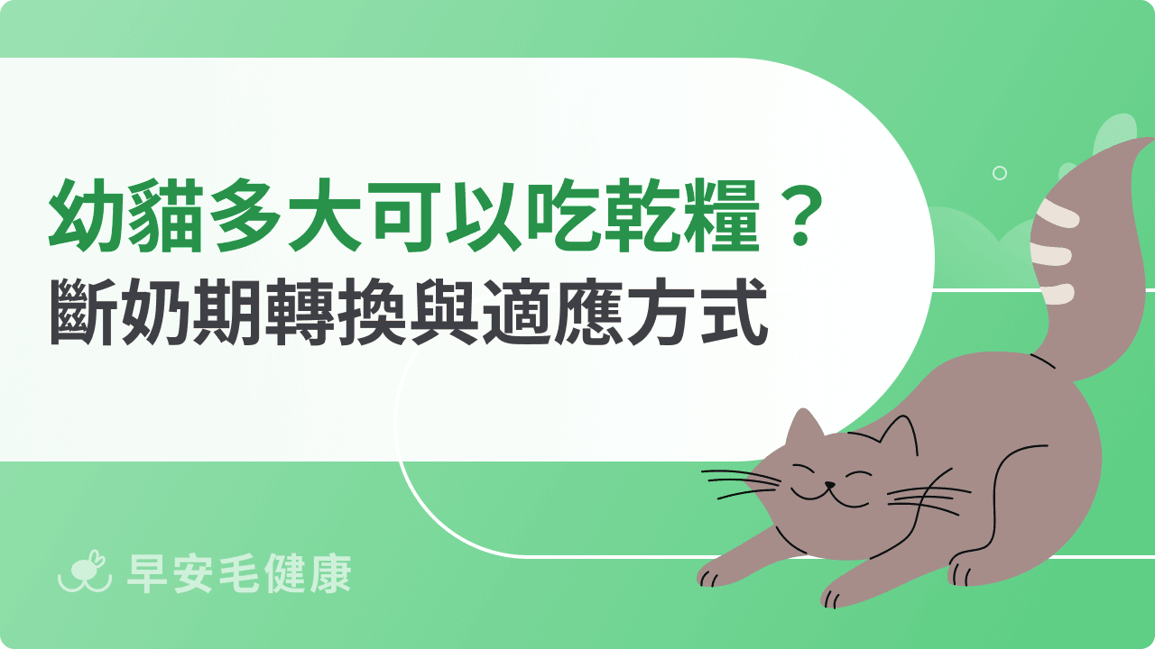幼貓多大可以吃乾糧？斷奶期餵食轉換與正確適應方式