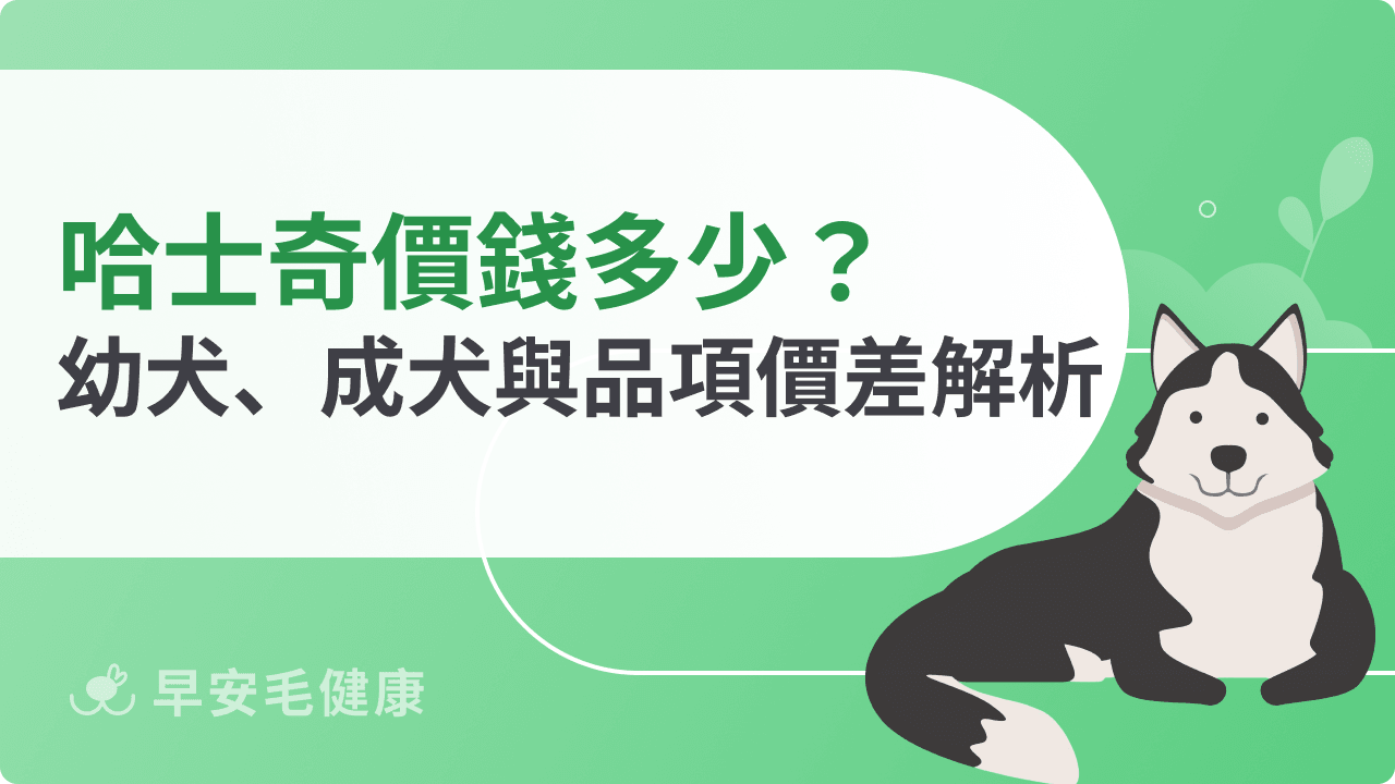 哈士奇價錢多少?幼犬、成犬與不同認證價差解析