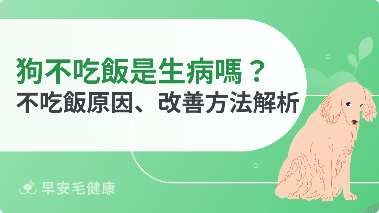 狗不吃飯是因為生病嗎？狗狗不吃飯原因、改善方法解析